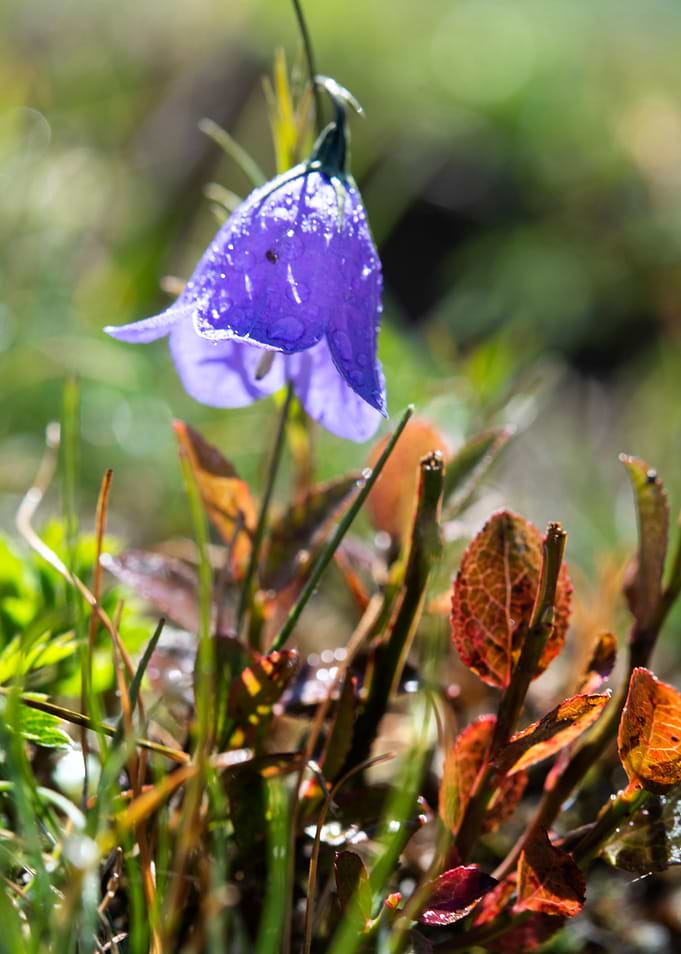 wild flower 5