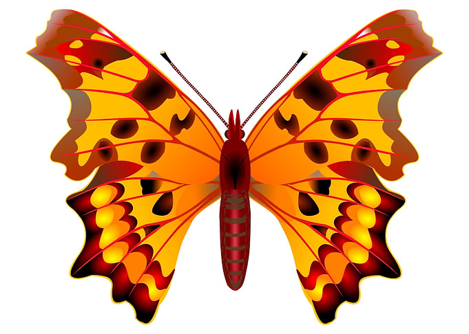 Comma butterfly
