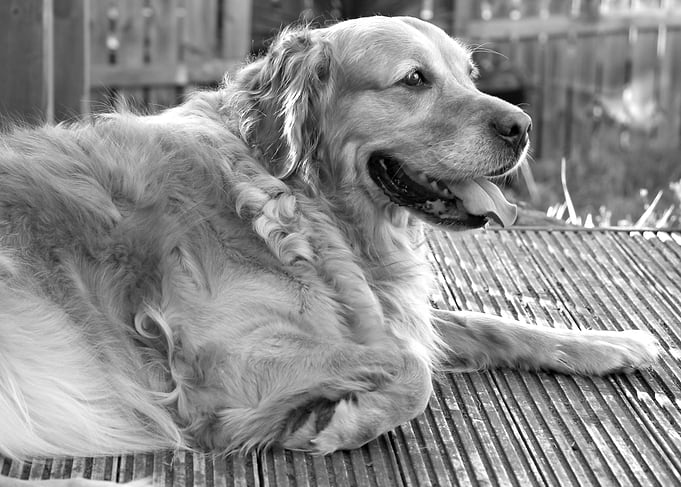 Sunbathing Dog