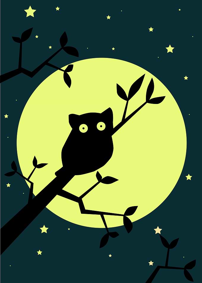 Tarsier Awake in Night