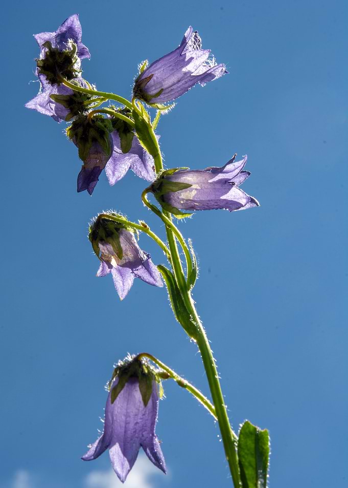 wild flowers 11