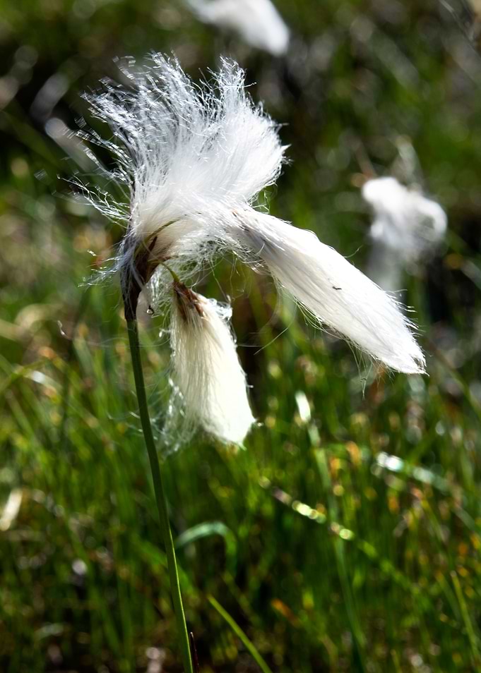 wild flowers 13
