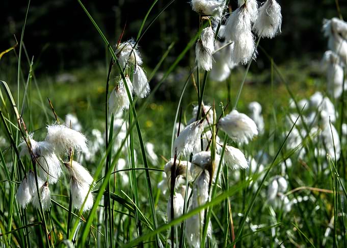 wild flowers 4