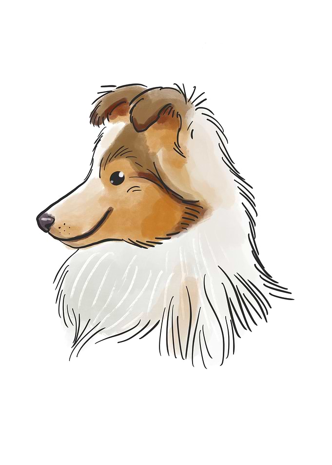 Rough Collie