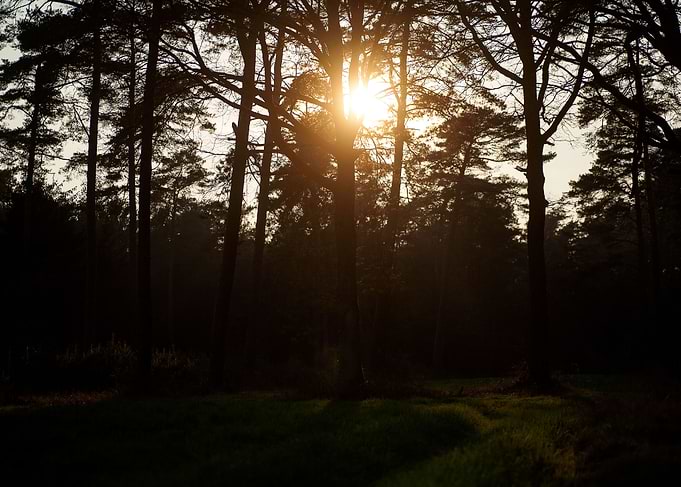 Sunshine on wild forest