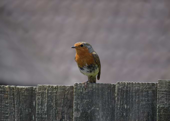 Robbin