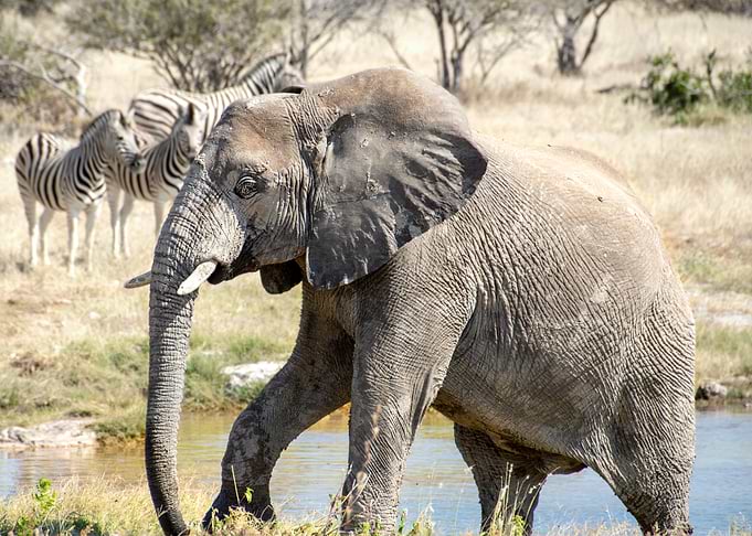 elephants