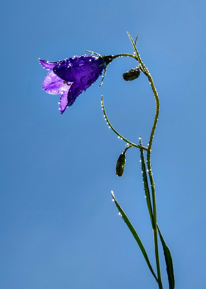 wild flower 6