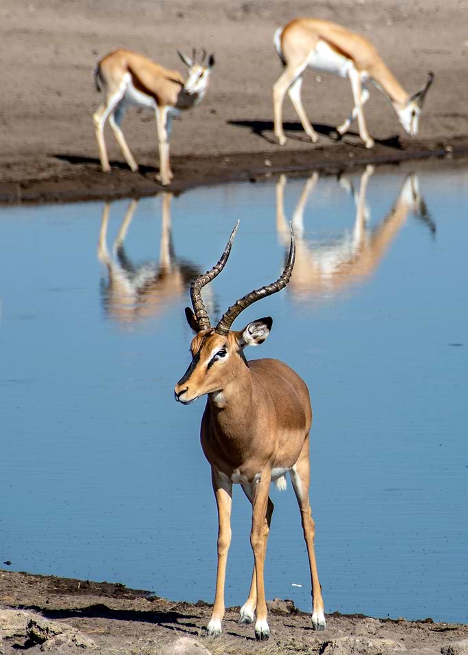 antelope