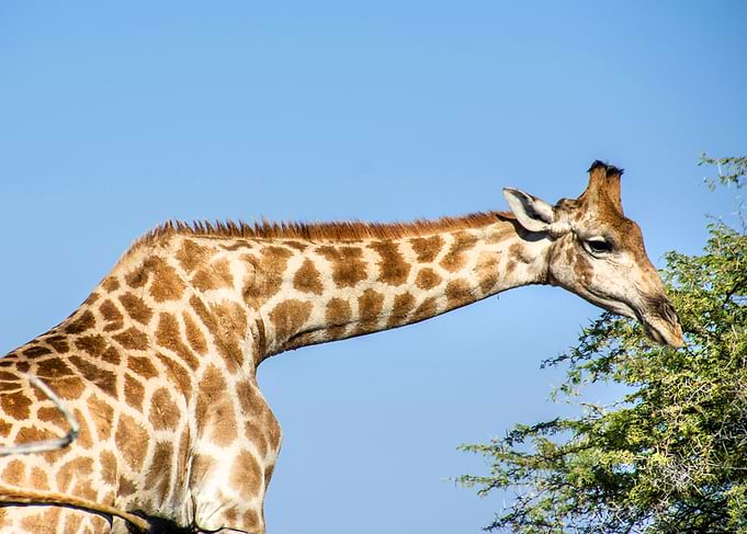giraffe feeding
