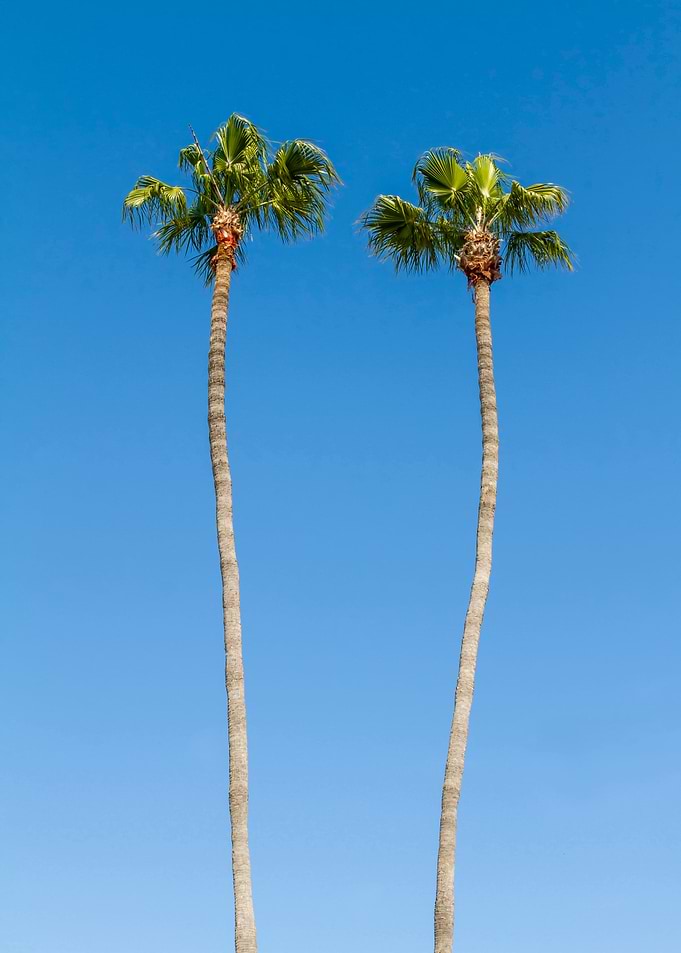 Idyllic Palm trees