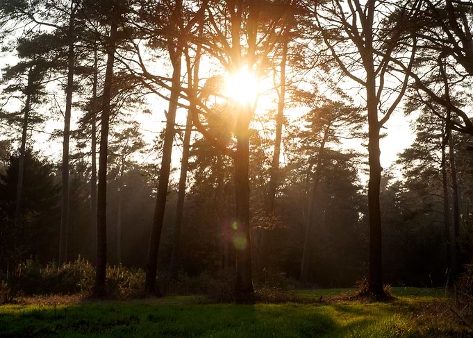 Sunshine on wild forest