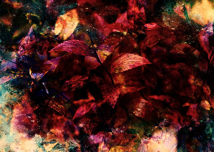 Dark Floral