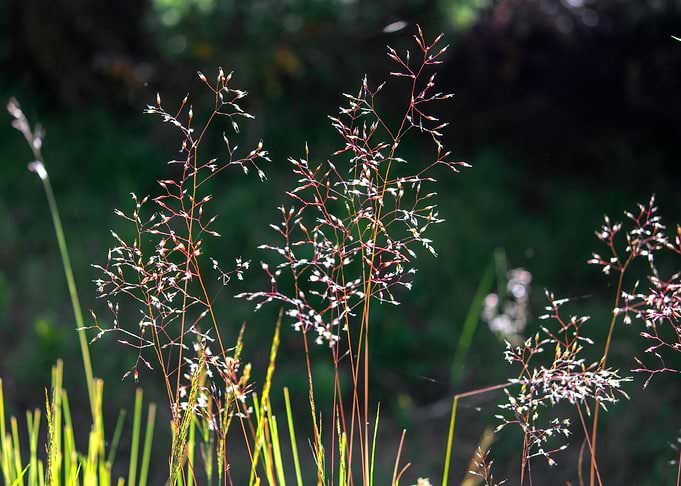 wild flowers 5