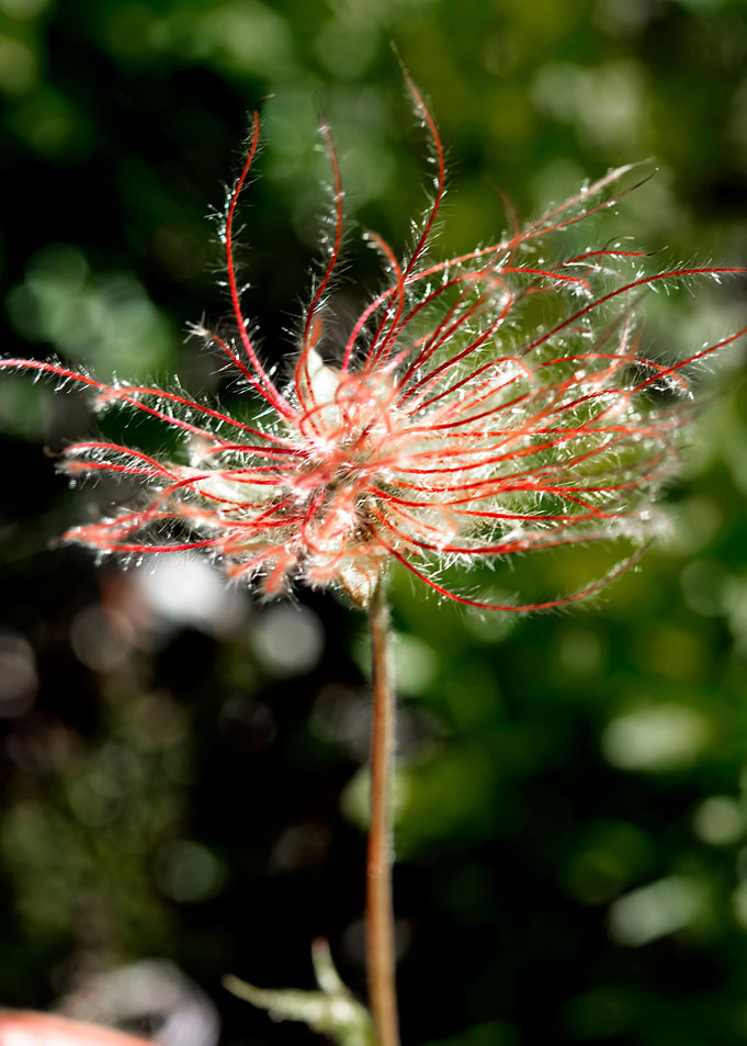 wild flower 7