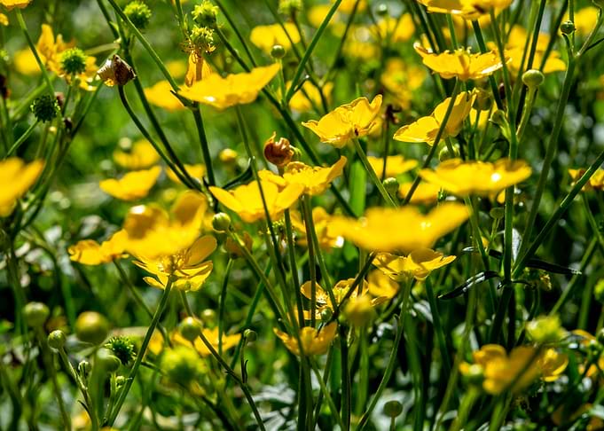 wild flowers 3