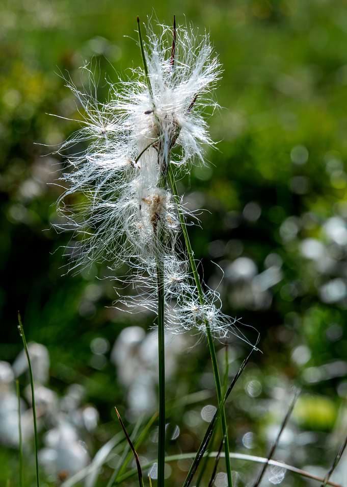wild flowers 12