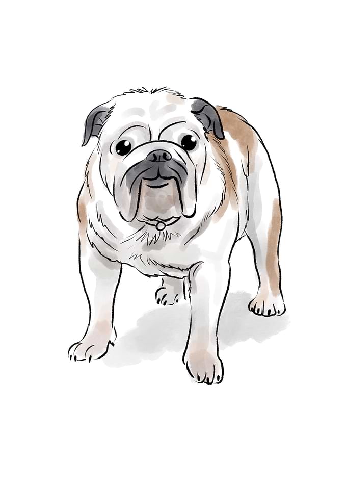 Bulldog