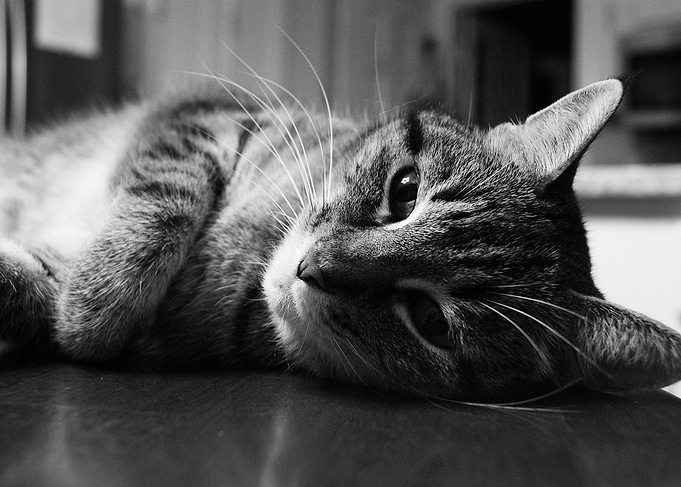 Table Top Kitty