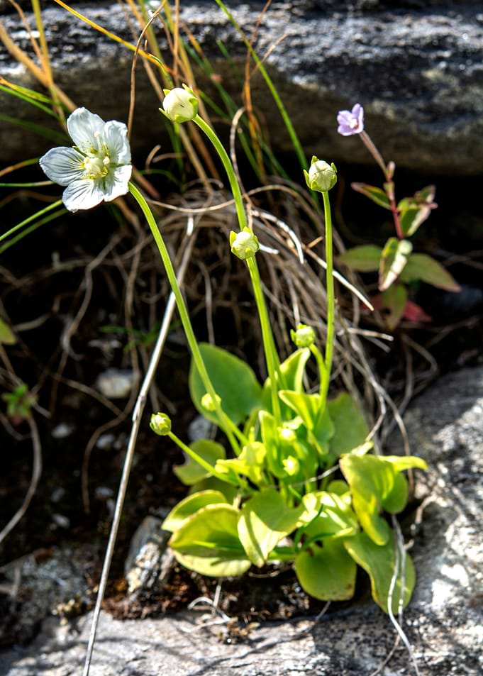 wild flowers 14