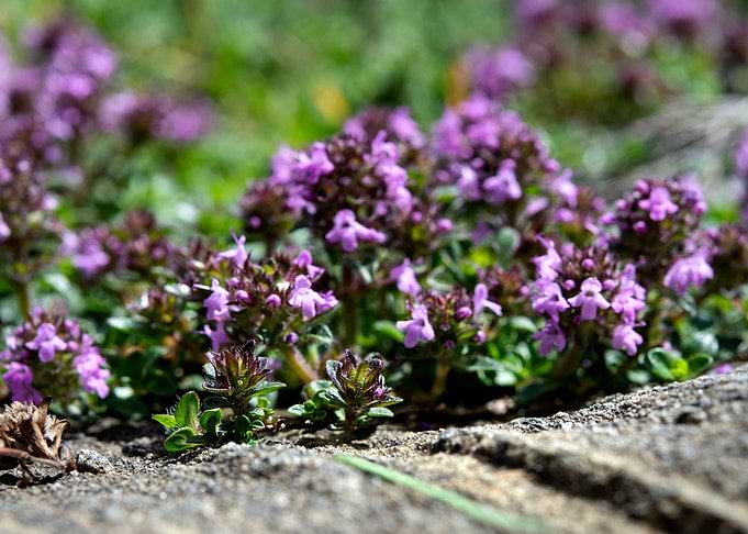 wild flowers 7
