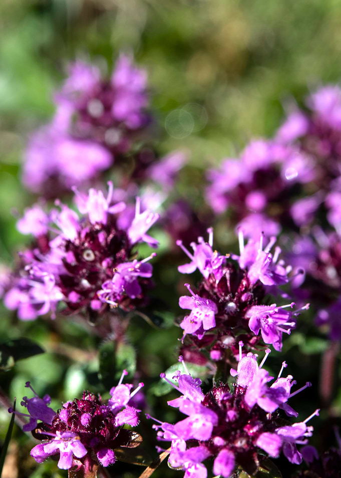 wild flower 9