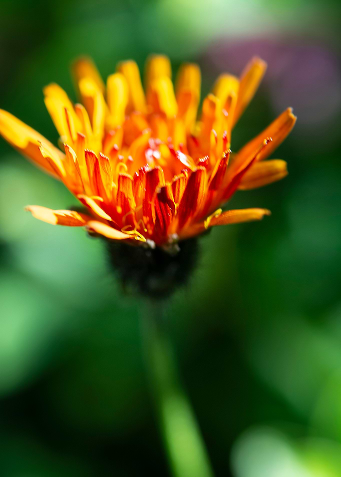 wild flower 10