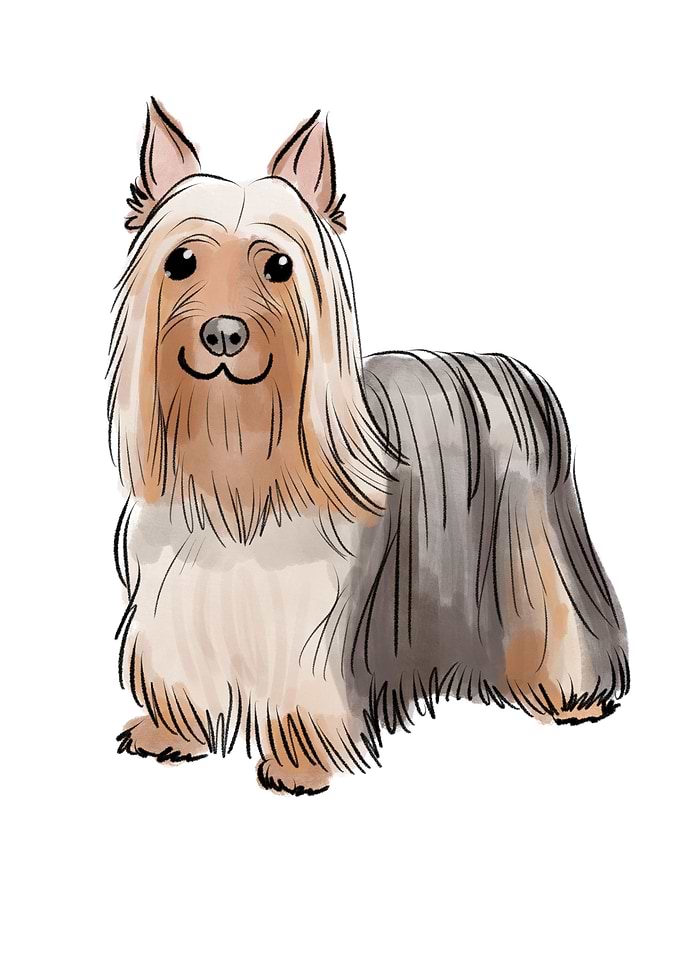 Terrier