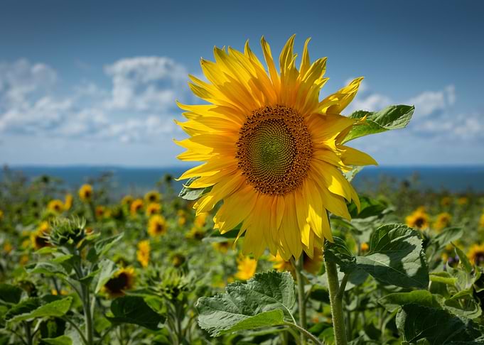 Sunflowers on Gower