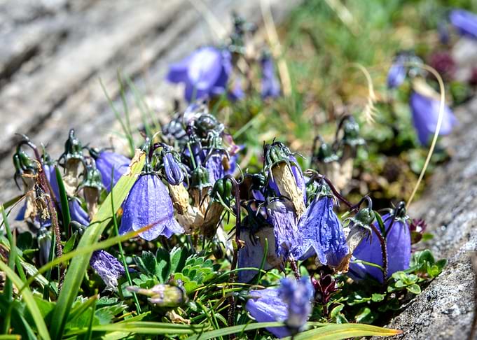 wild flowers 6