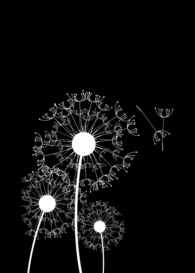 Dandelion Black White 3