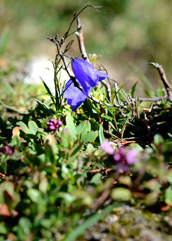 wild flower 4