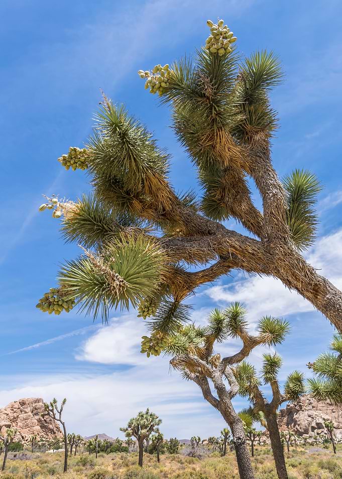 Joshua Tree National Park