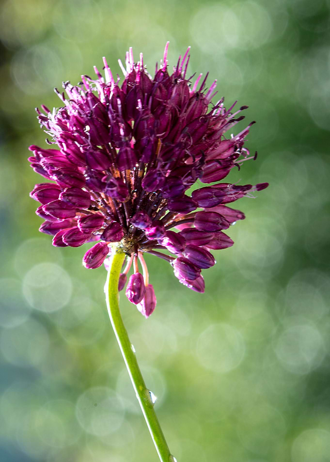wild flower 2