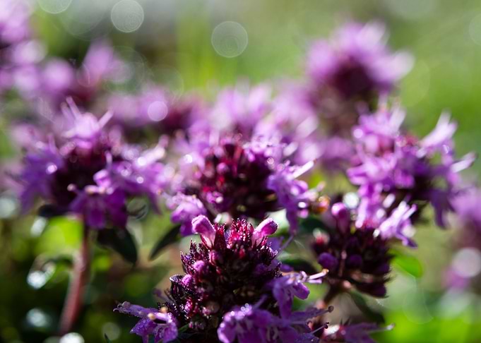 wild flowers 3