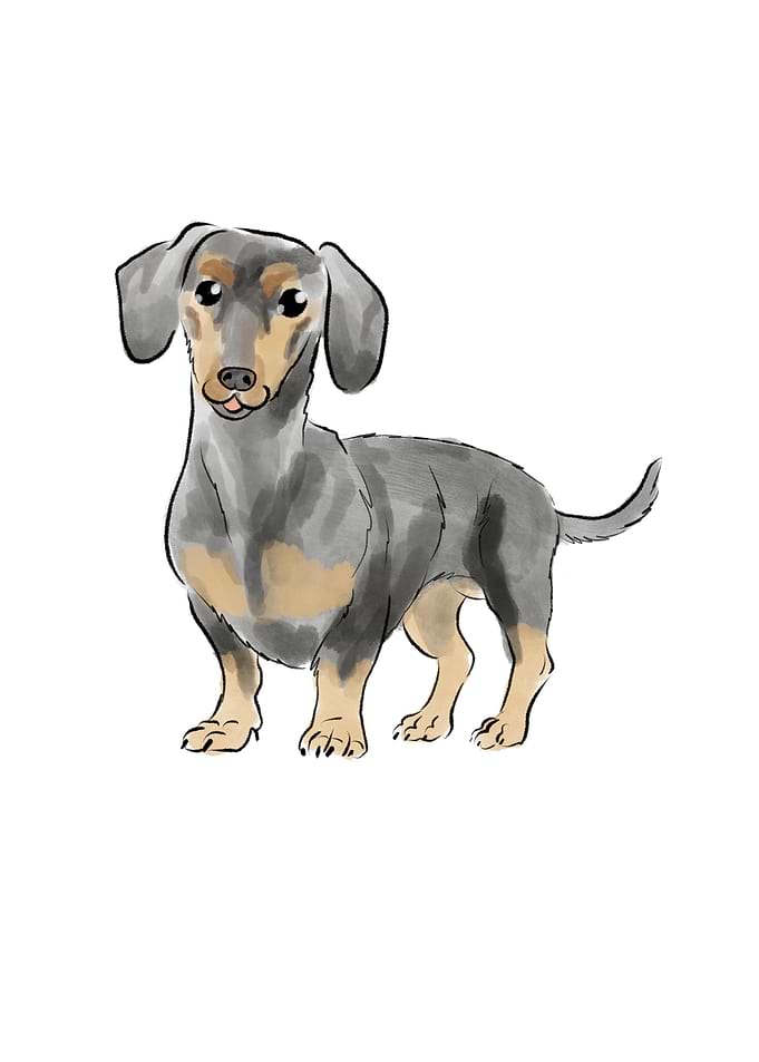 Dachshund