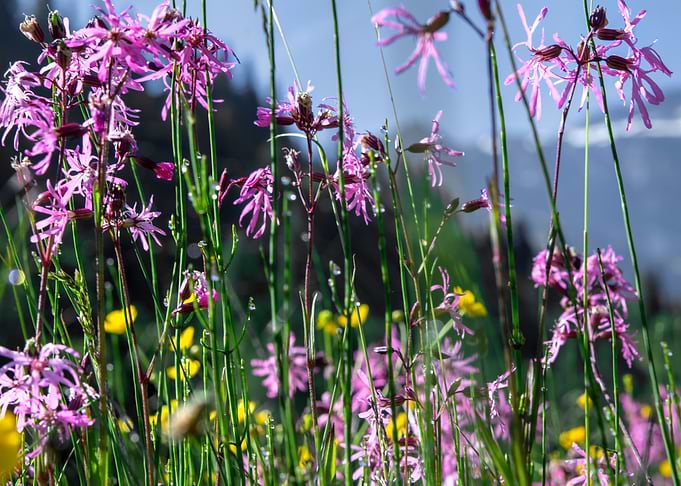wild flowers 2