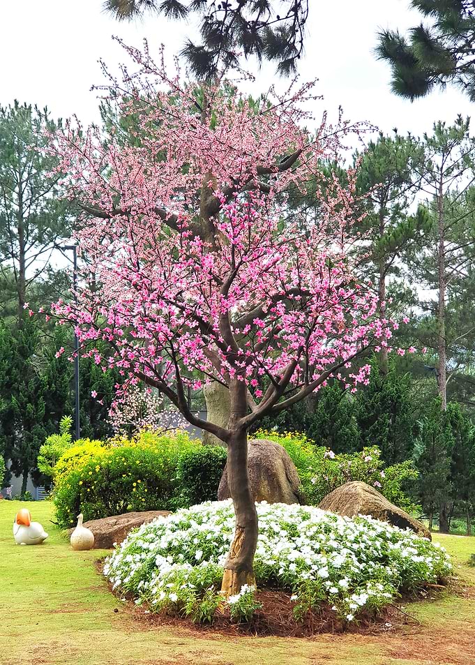 Maple Pink