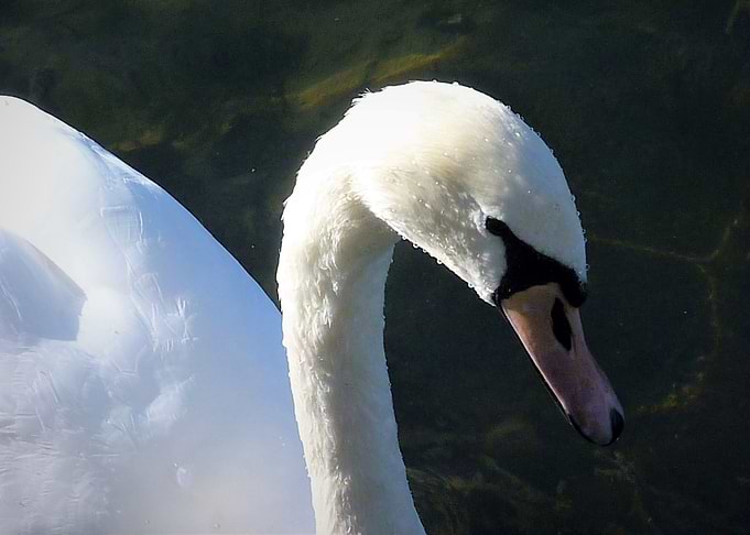 Swan