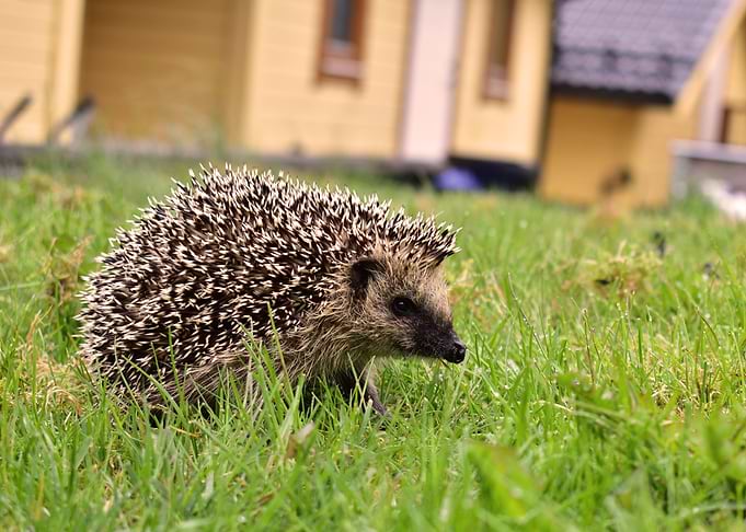 Garden guardian