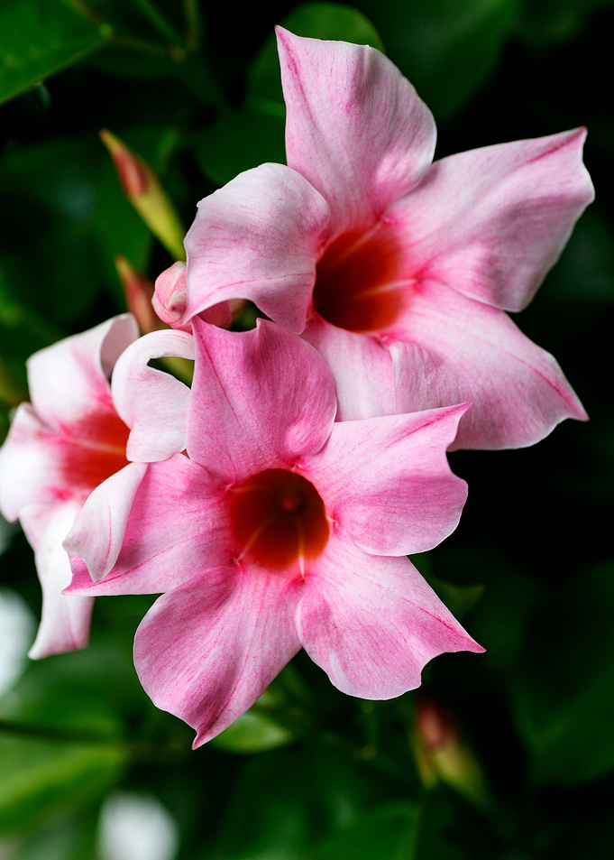 Mandevilla pink flower