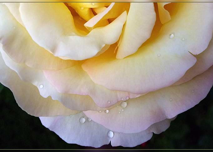 Yellow pink petals