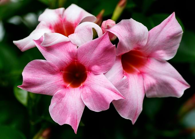 Mandevilla pink flower