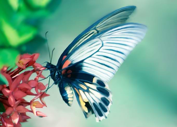 butterfly