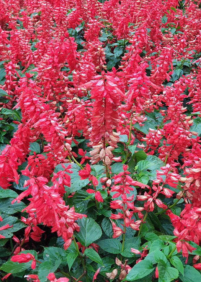 Red Medly