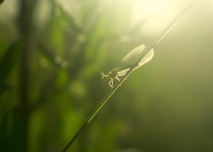 Green Lacewing