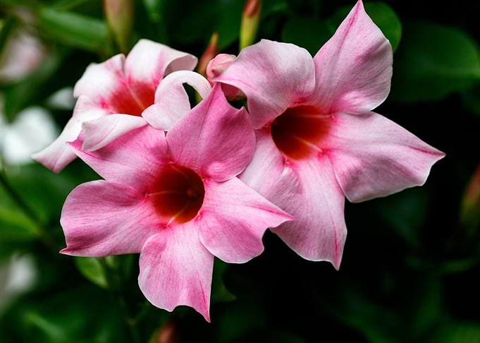 Mandevilla pink flower