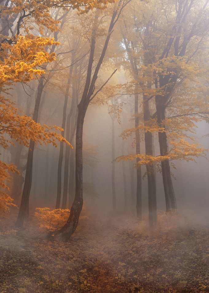 Golden forest