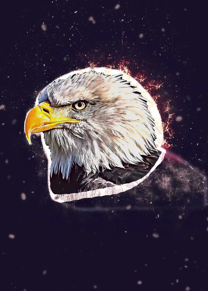 Bald Eagle Portrait