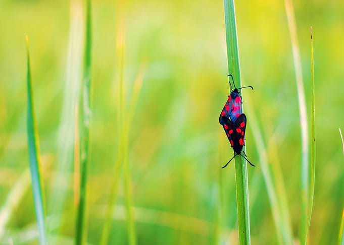 Burnet Moths on Green